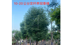 漳州大型苗木基地